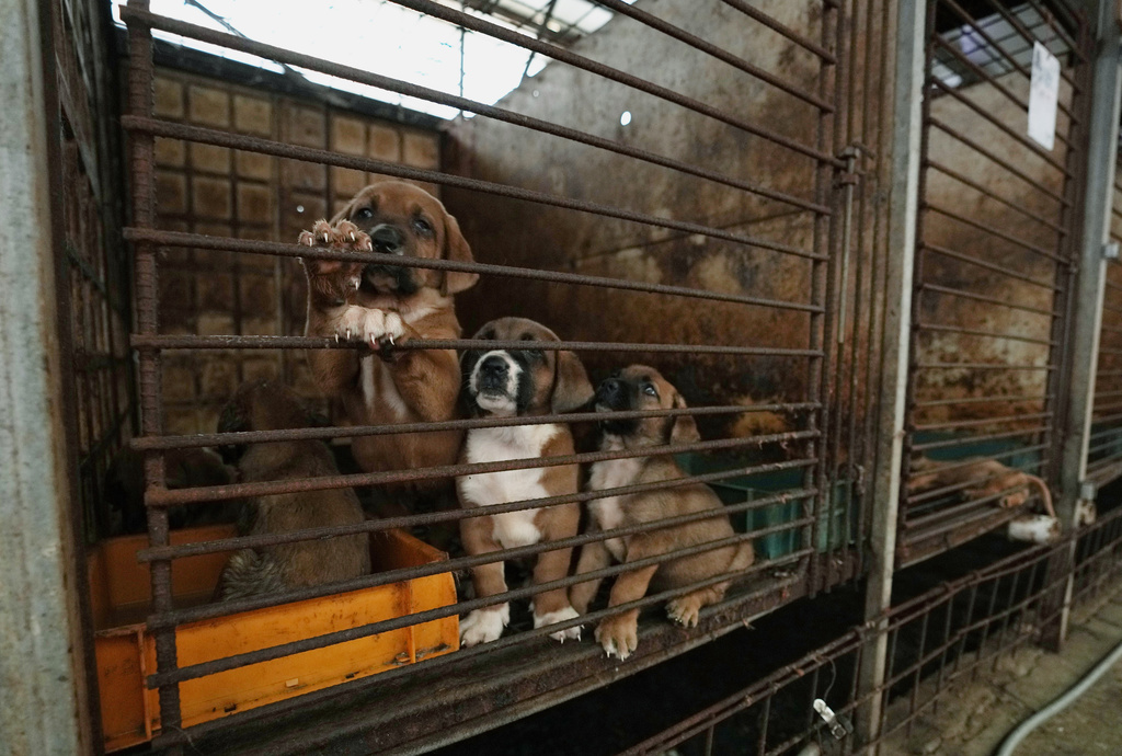 South Korean dog meat farmers push back against growing moves to outlaw their industry | News, Sports, Jobs - Vimarsana News